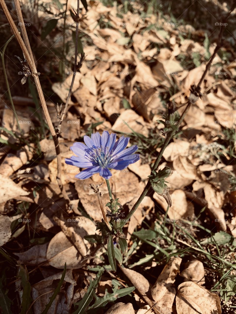 last autumn flowers among fallen leaves and dried grass. echoes of summer