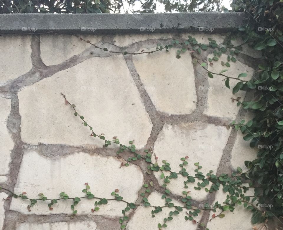 Lucious, bottle-green ivy crawls over an ancient stone wall, that stands cracked and weathered with age. 