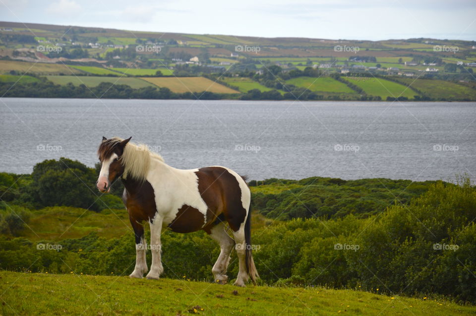 Pony standing on lakeshore