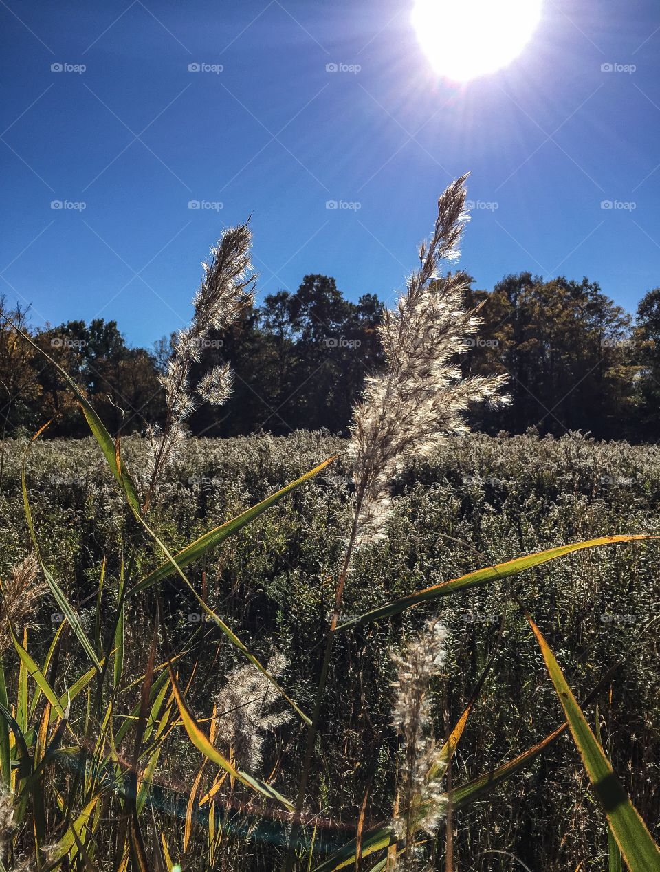 Autumn Grasses. I liked the way these grassy seed heads seemed to almost sparkle in the sunlight. 