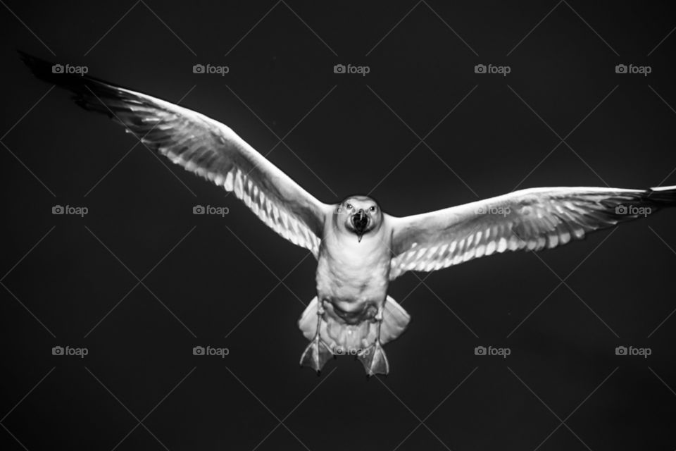 A gull in flight.