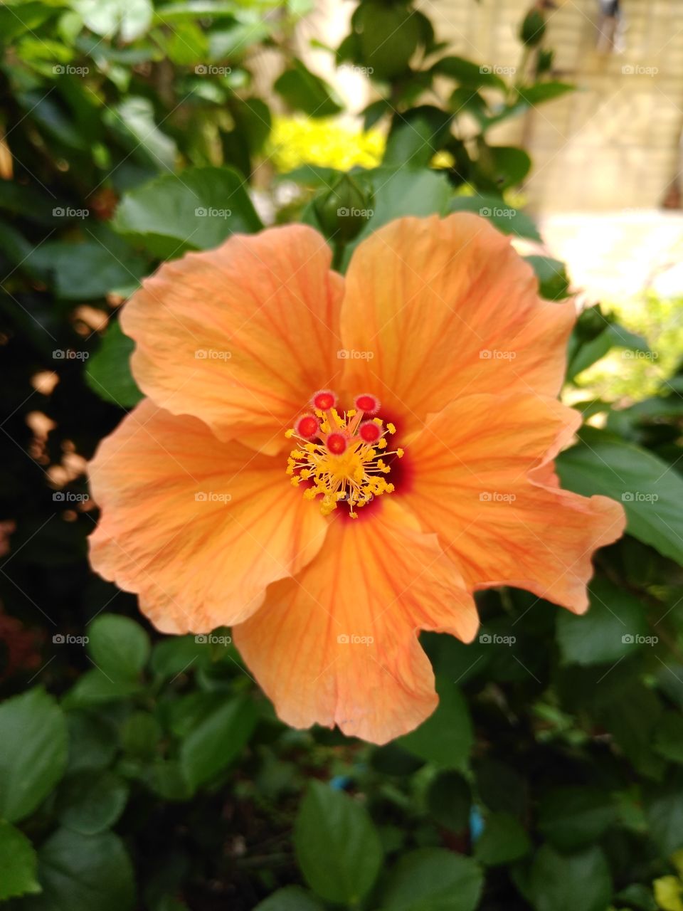 a beautiful orange hibiscus flower in my garden