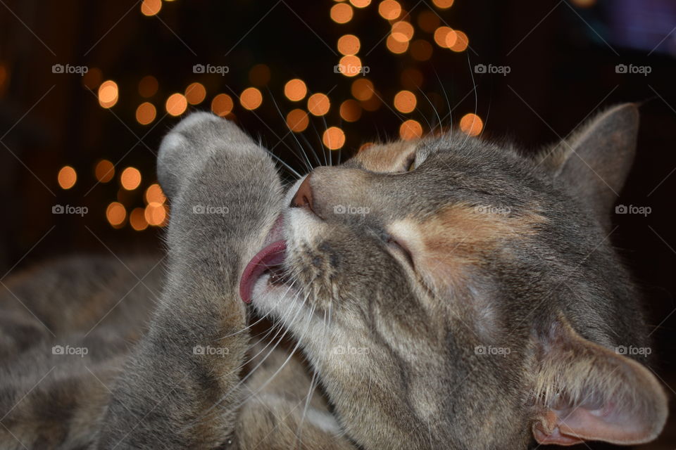 Funny cat licking herself in front of lights