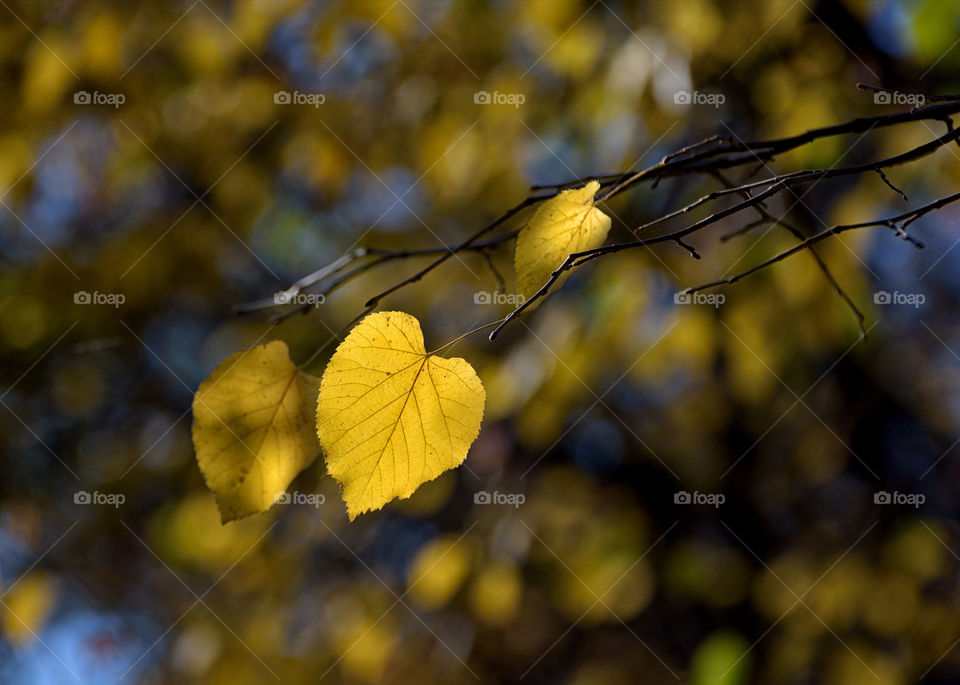 First signs of autumn