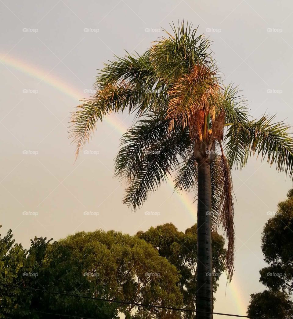 Beauty of our ornamental palm tree and a rainbow behind..