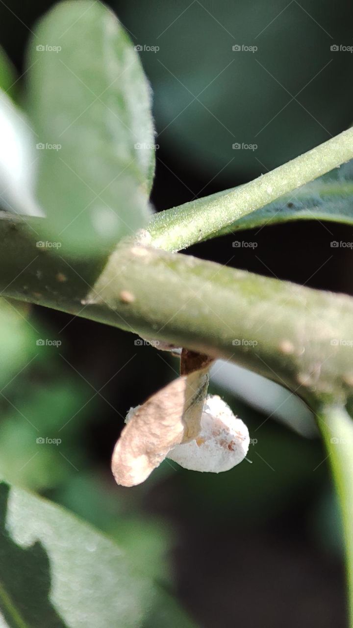 Pupa