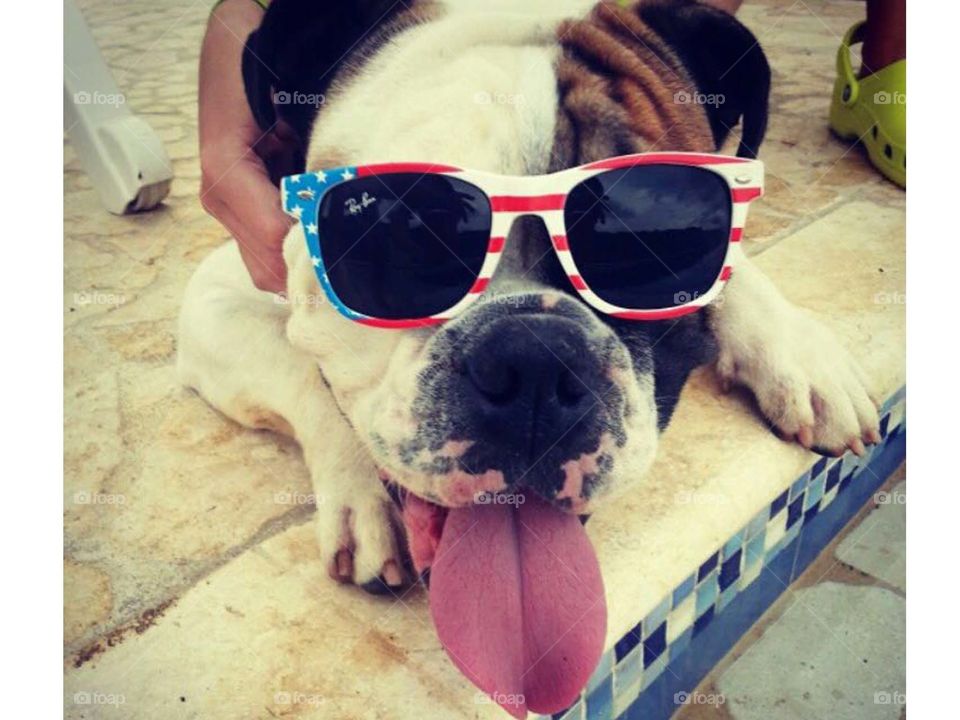 Dog, Sunglasses, Cute, Canine, Funny