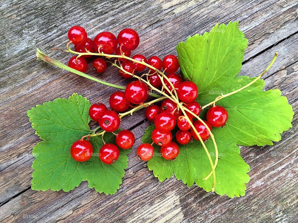 Redcurrants. Fresh redcurrants on wood