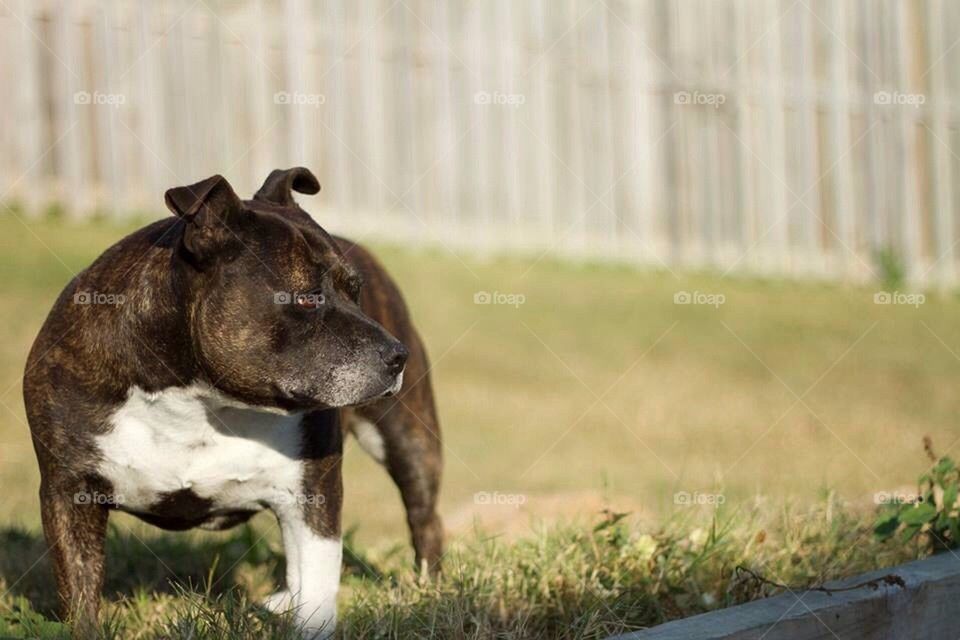 English Staffie