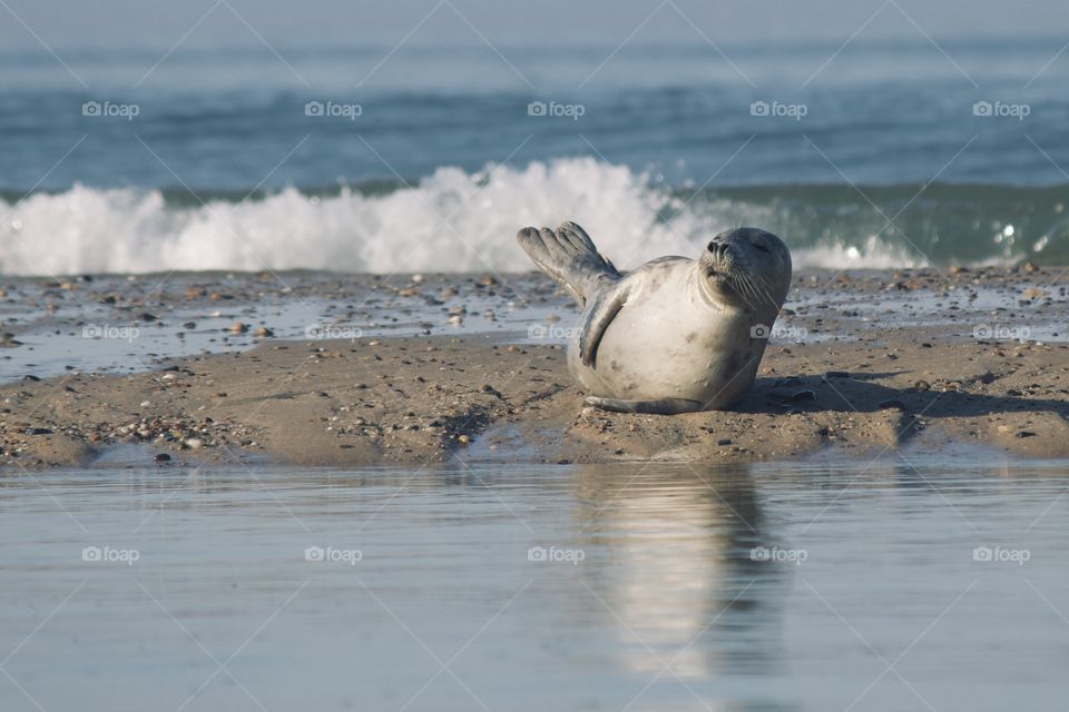 Cape Cod Seal soaking up the sun