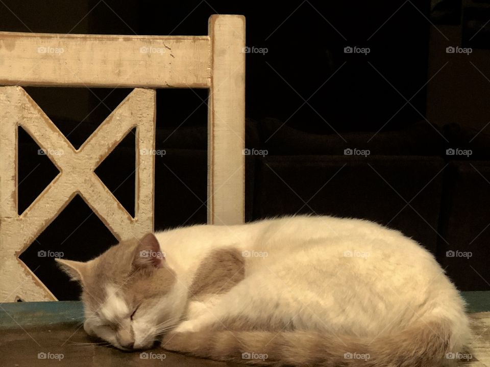 Cat sleeping on table