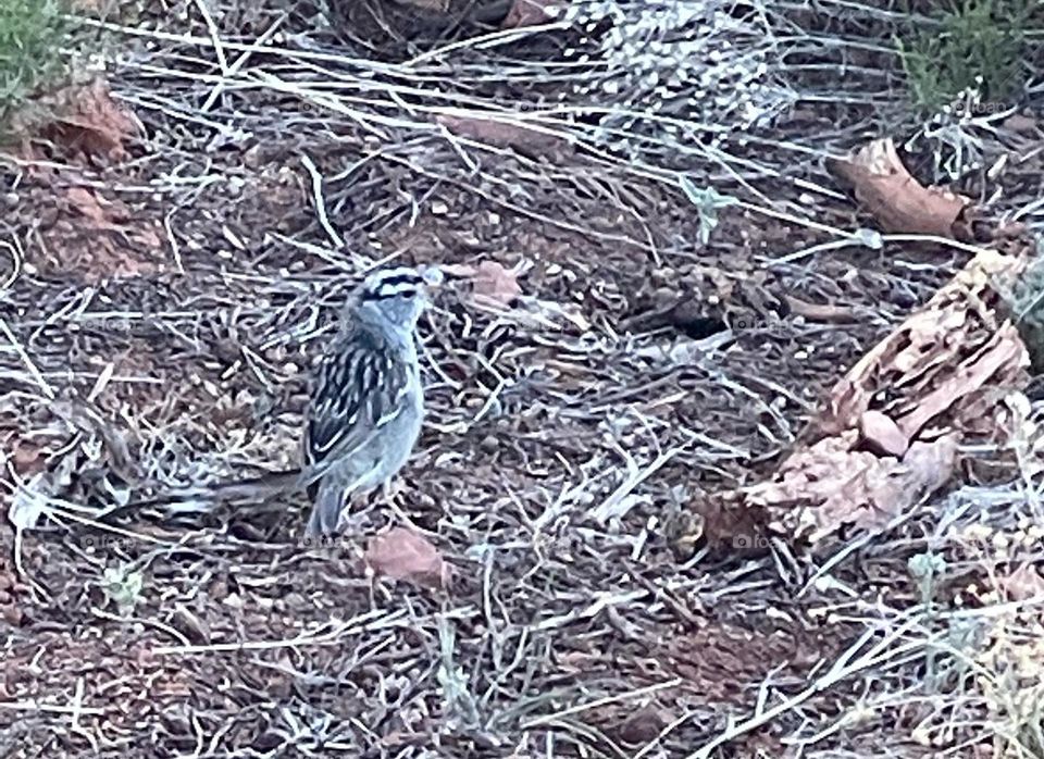 Bird blended with nature 
