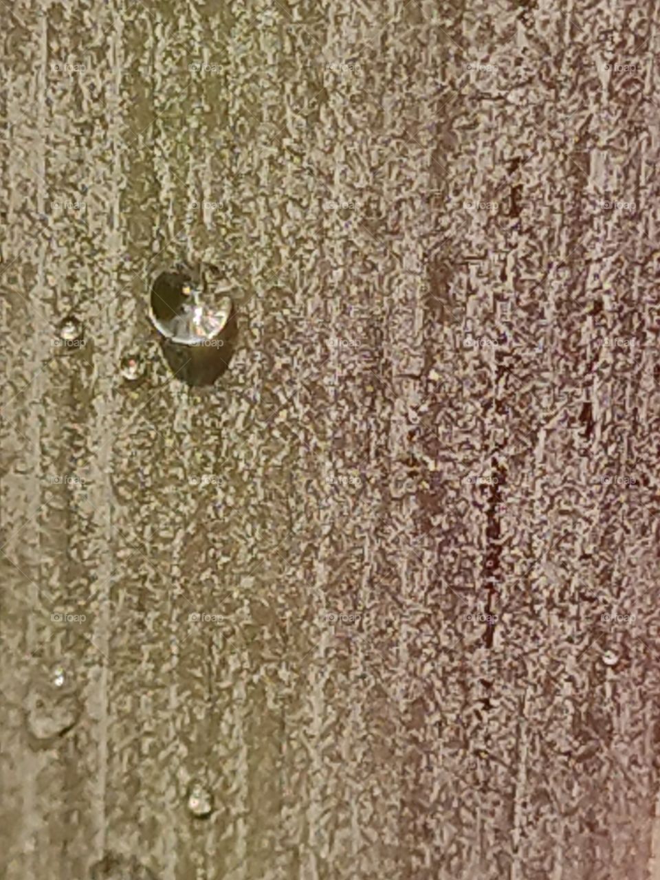 Precious rain drops on the Sugarcane stem, looks no less than a tiny diamond.