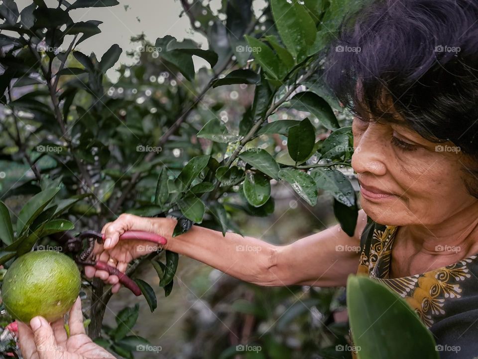 When Mom goes outside picking some orange fruits in the garden, for morning juices...