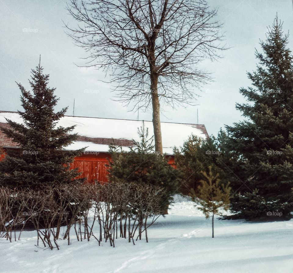 Red Barn in Winter