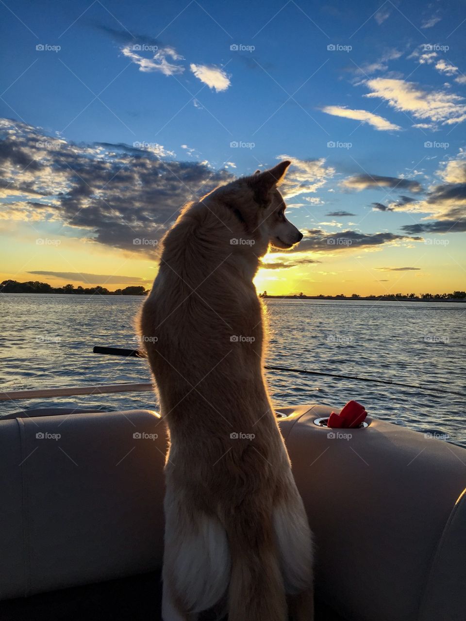 Dog, boat, sunset, lake = happiness 