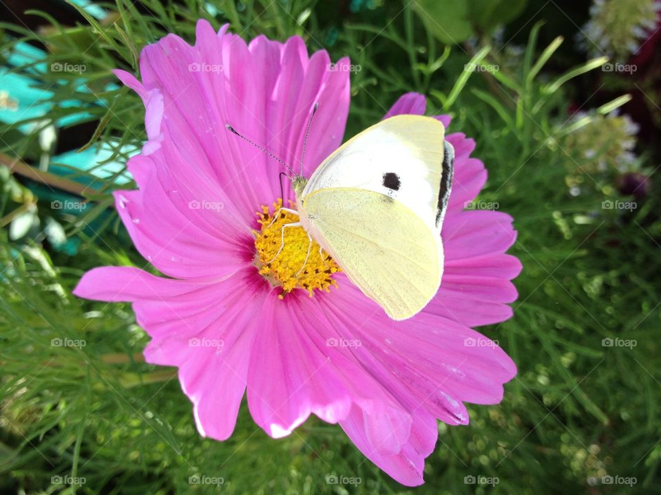 Butterfly on Flower. Love between flowers and butterflys