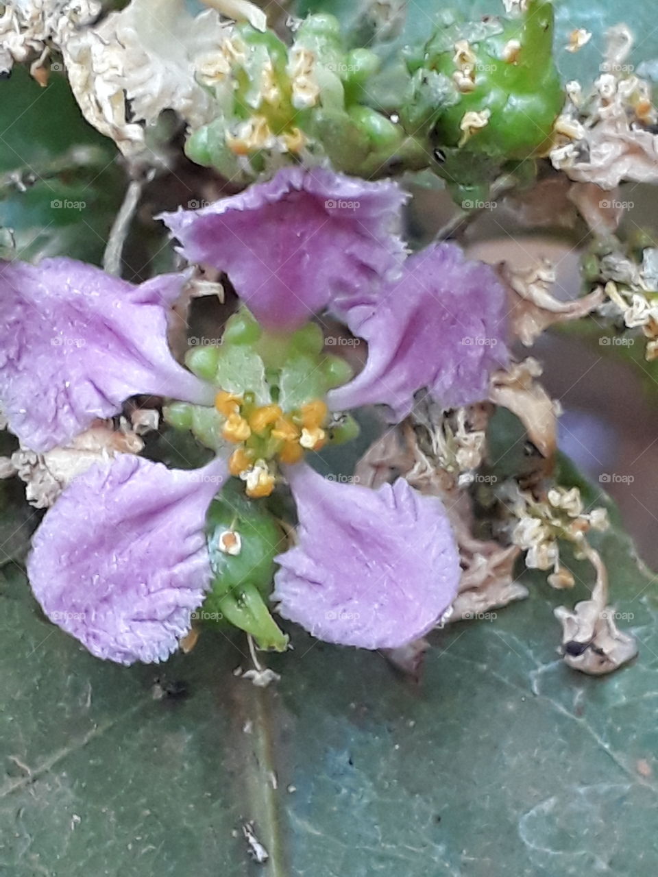 encantos da natureza