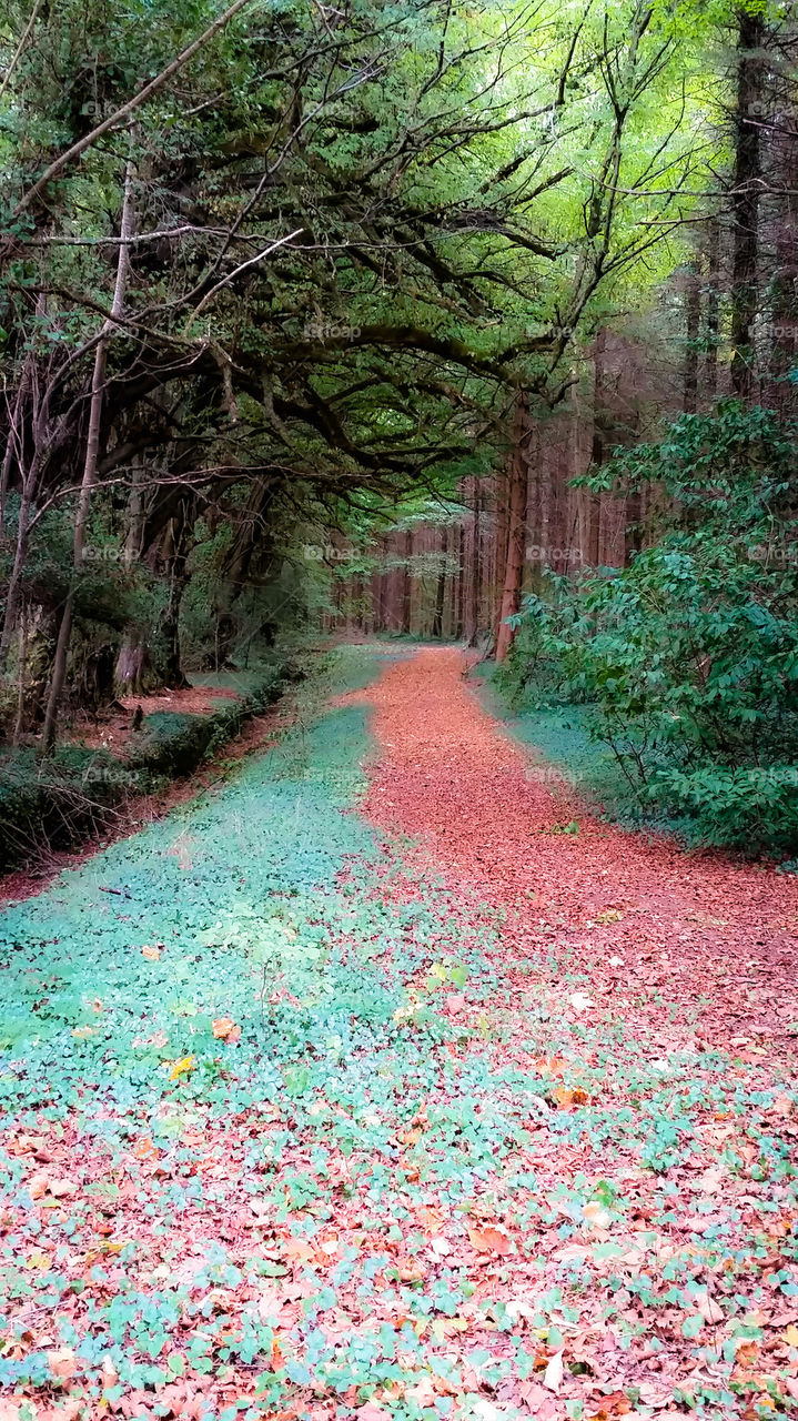 Down the Rabbit Hole in Coole