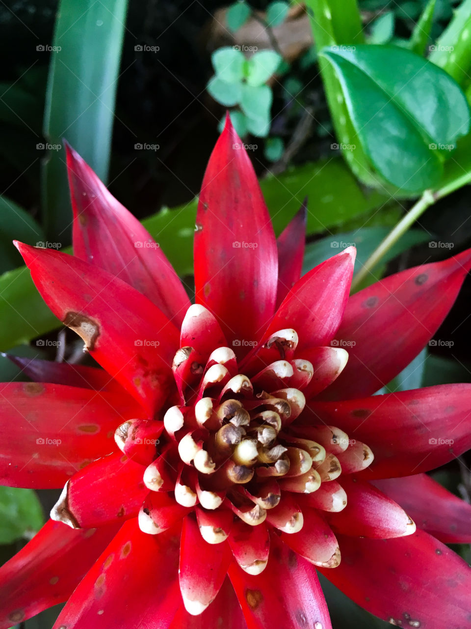 Red flower