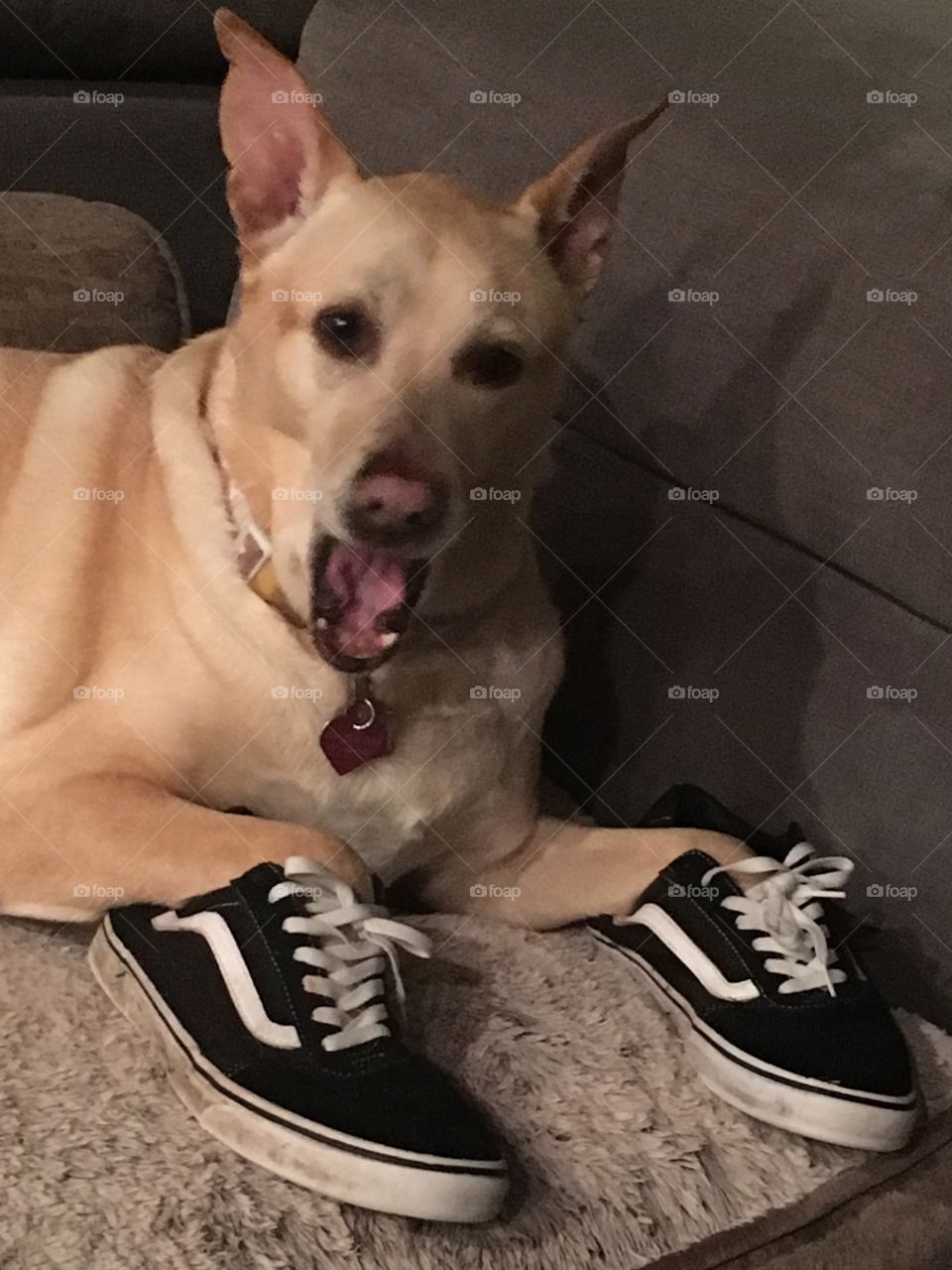 I can’t believe they fit! Labor Dog wearing Vans shoes, Dog in disbelief or Yawning 