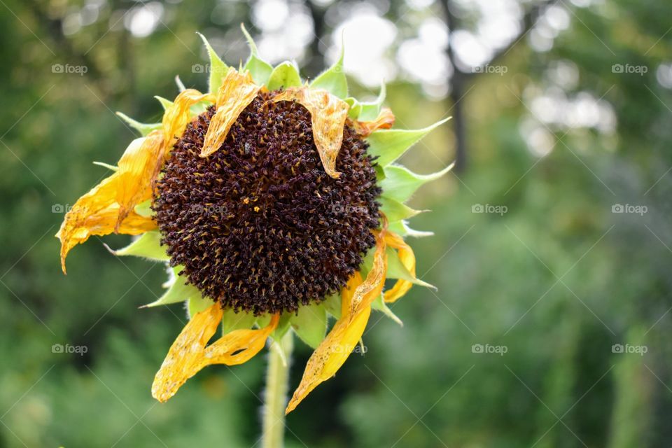 Beautiful Sunflower