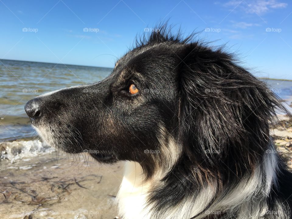 Peter our border collie, profile, at the beach