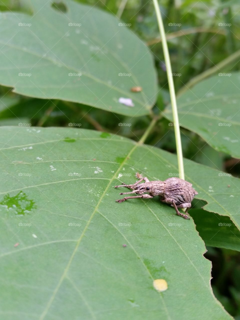 Weevil(Episomus turritus)
