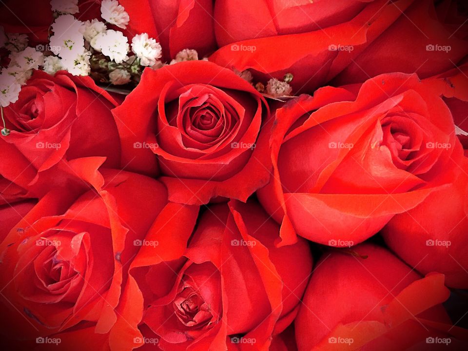 Romantic red roses. Romantic red roses