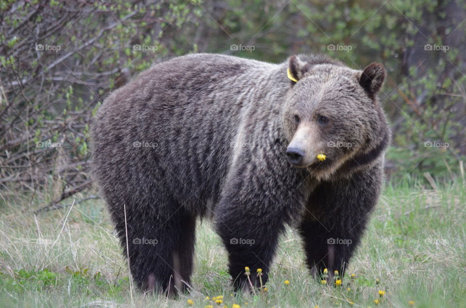 Grizzly eating dandelions