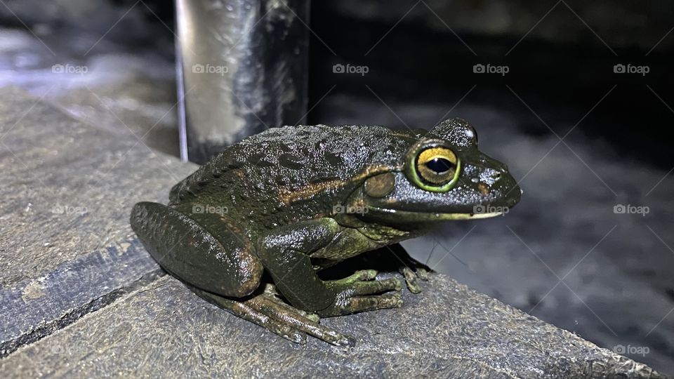 Close up picture of a motor bike frog