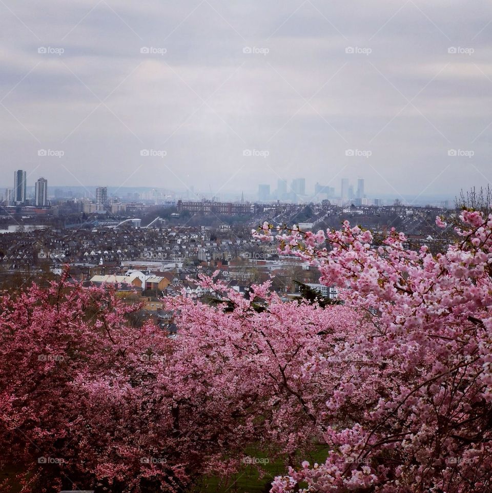 Springtime in the city. London views. Blooming time.