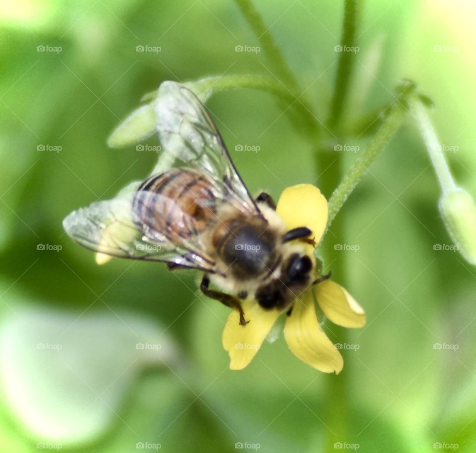 Naturally Bee-autiful