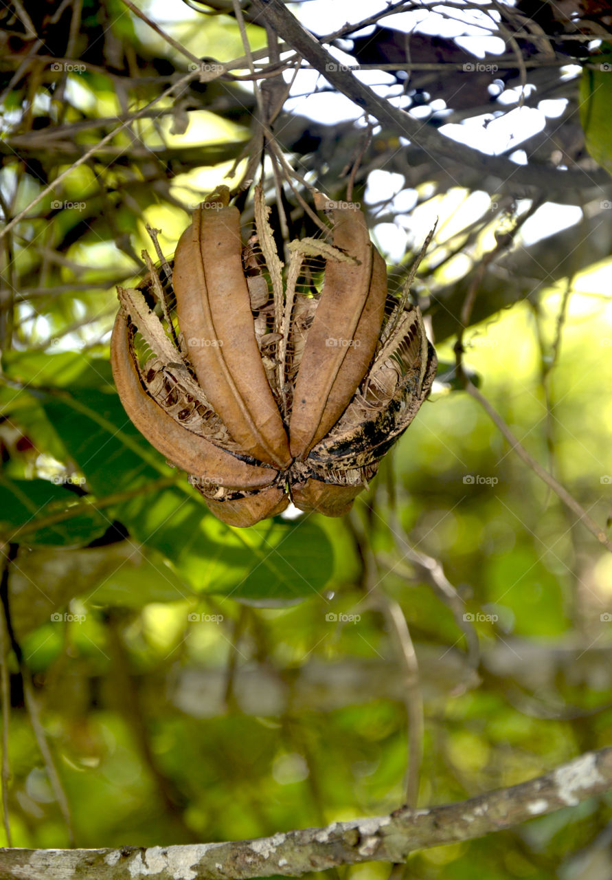 Vegetal capsule 