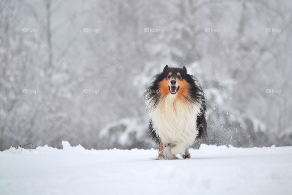 Beautiful collie running in the snow