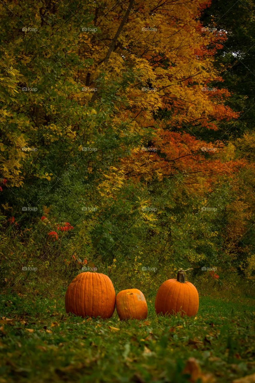 Trio of Pumpkins