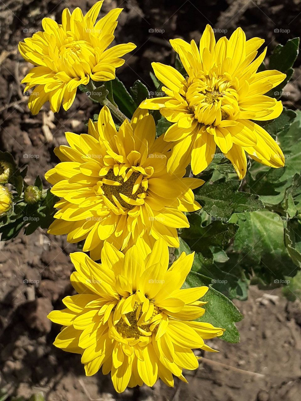 flores de mi jardín