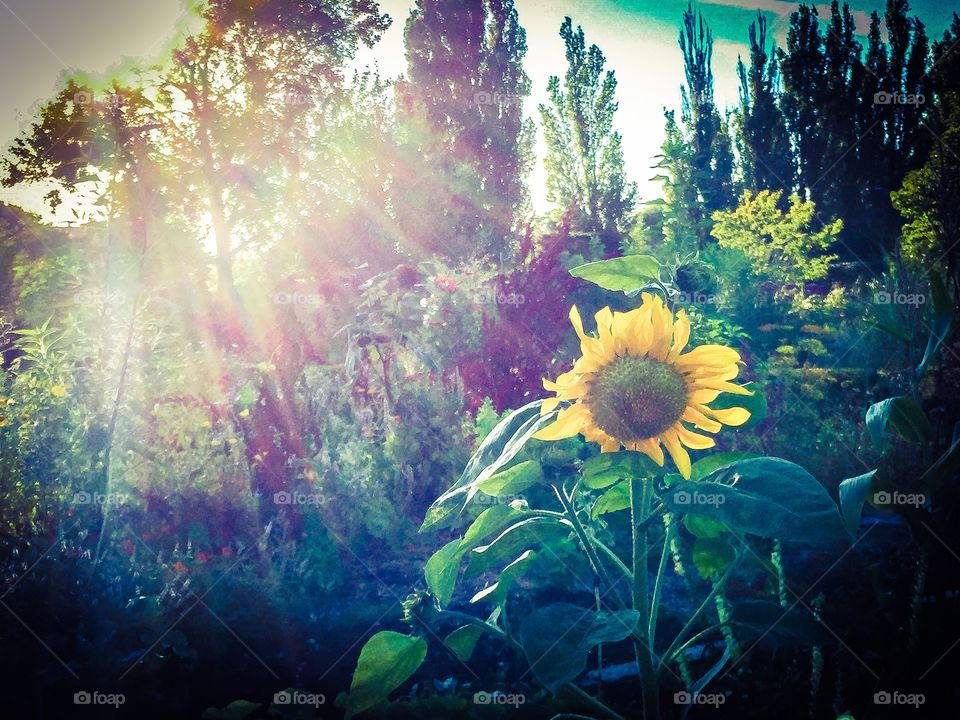 Beautiful fading sunflower in backlight in the late summer garden