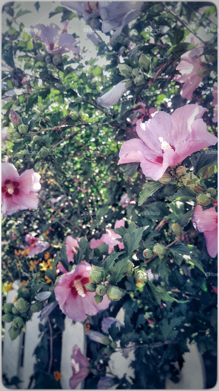 Flowers on a white picket fence