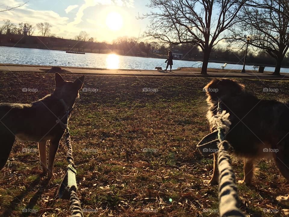 Morning run with my two favorite clients, Wylie & Loki 🌅