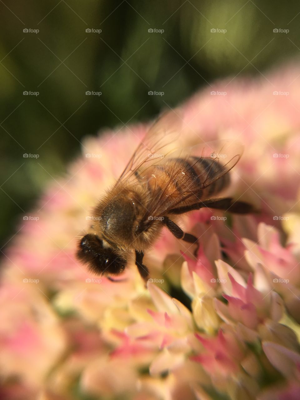 Closeup of honeybee