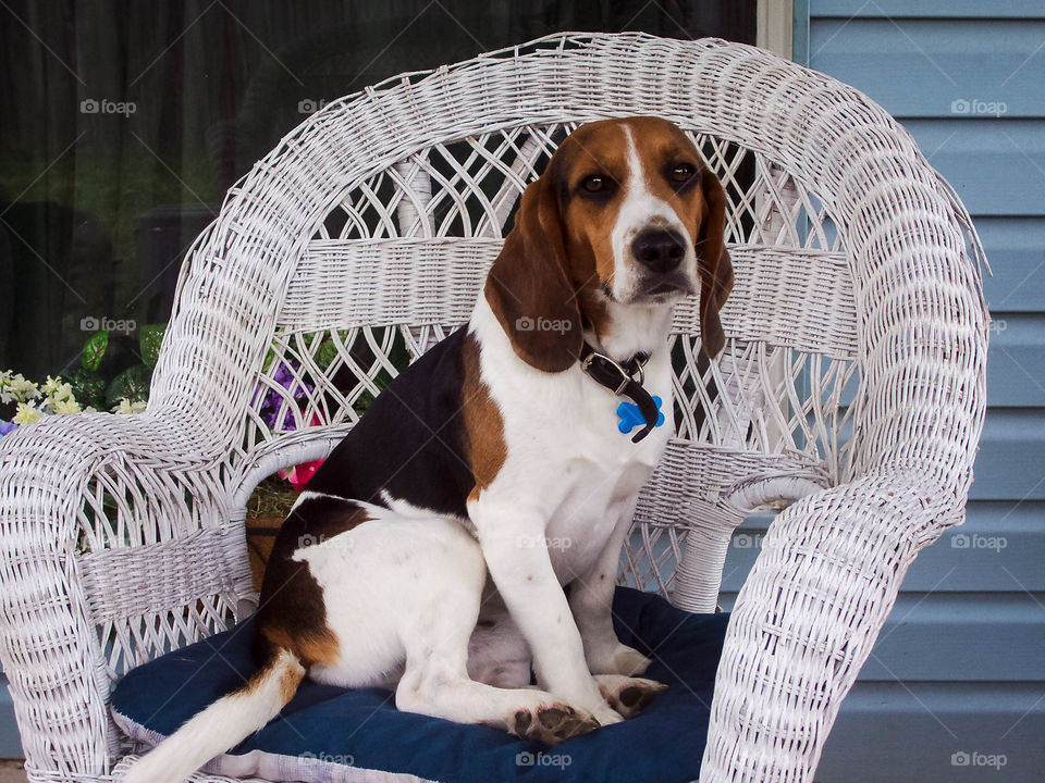 Beagle sitting on wicker chair