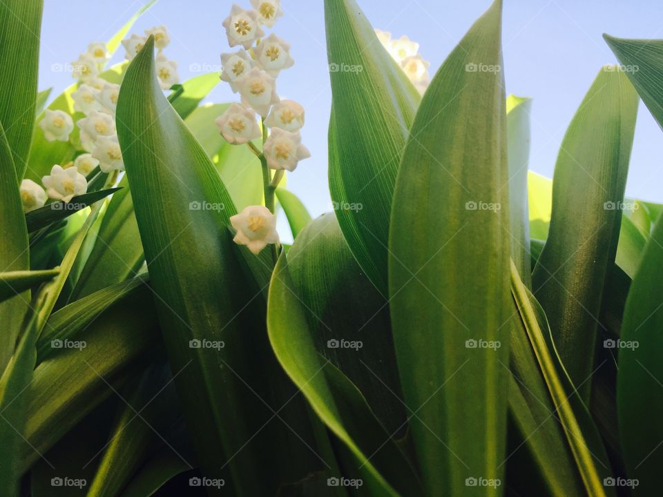 Blooming lily of the valley flowers