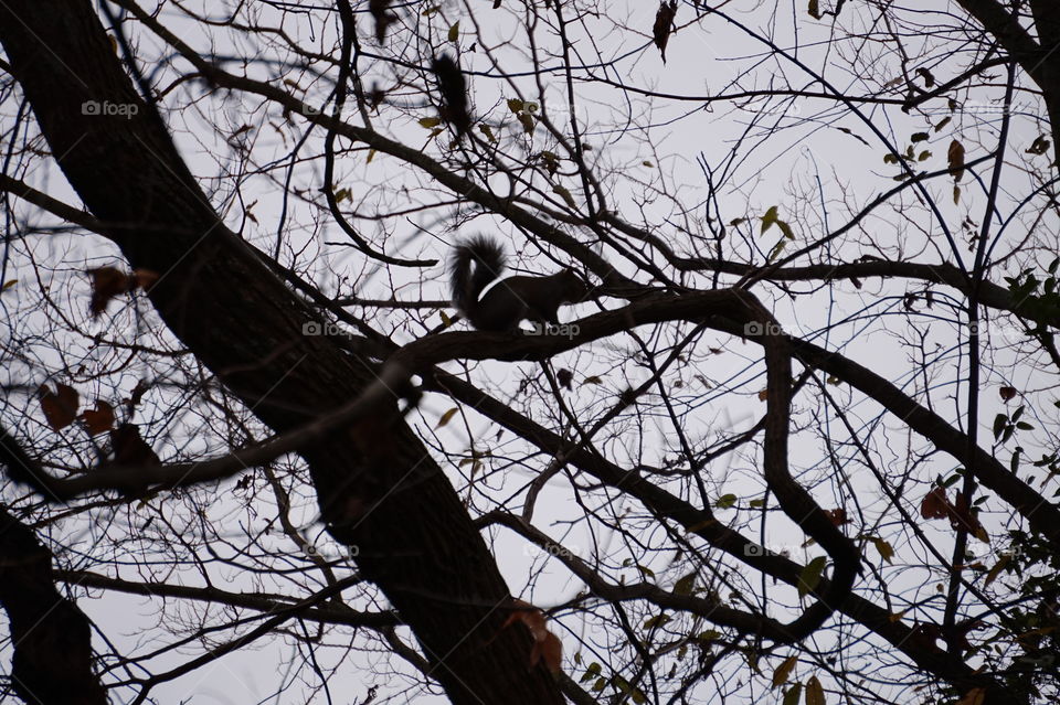 Squirrel silhouette 