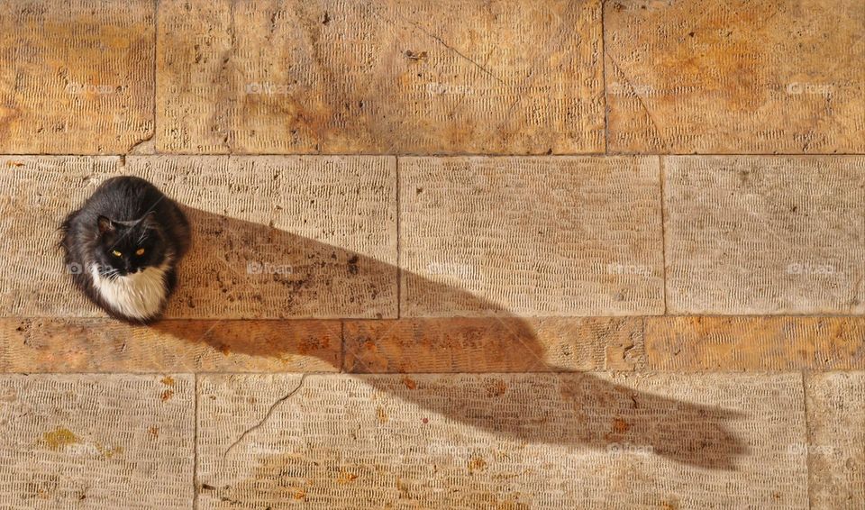 A black cat gazing at the camera while laying down on the ground at left, with its long shadow at right.