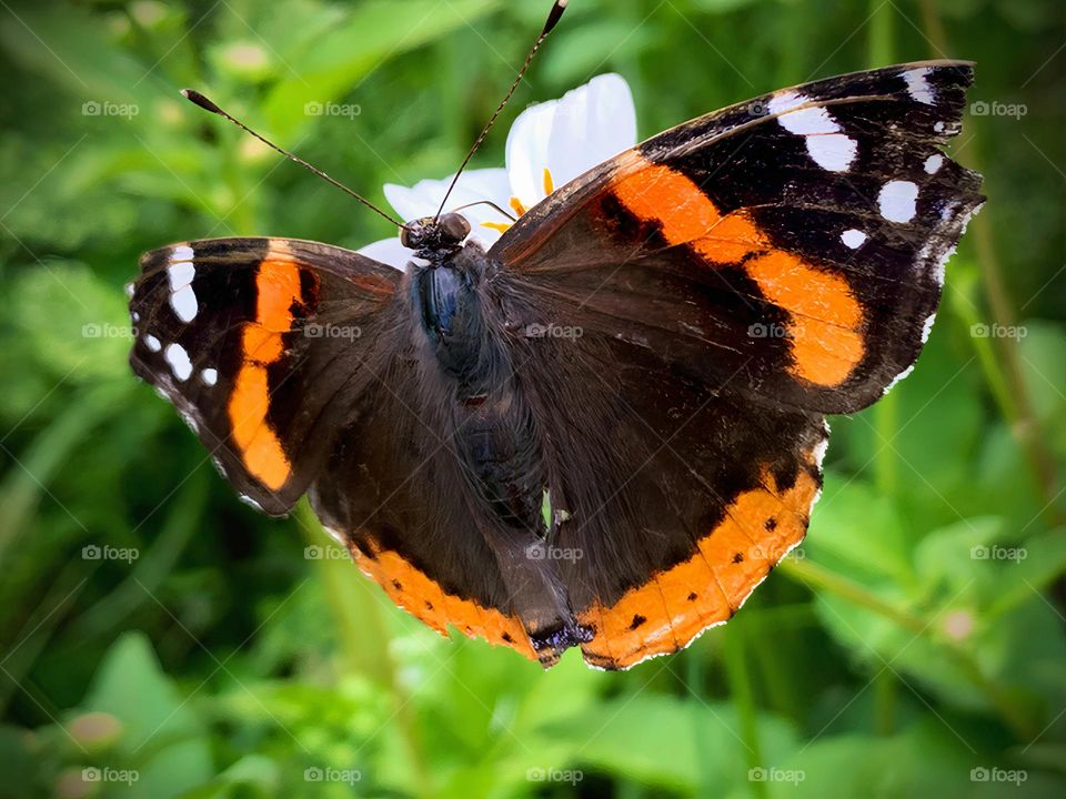 Opened Wings Colorful Butterfly