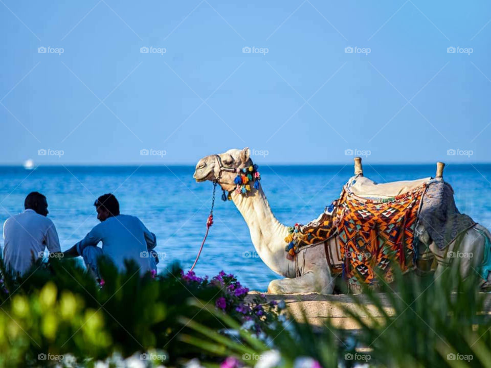 camel and sea