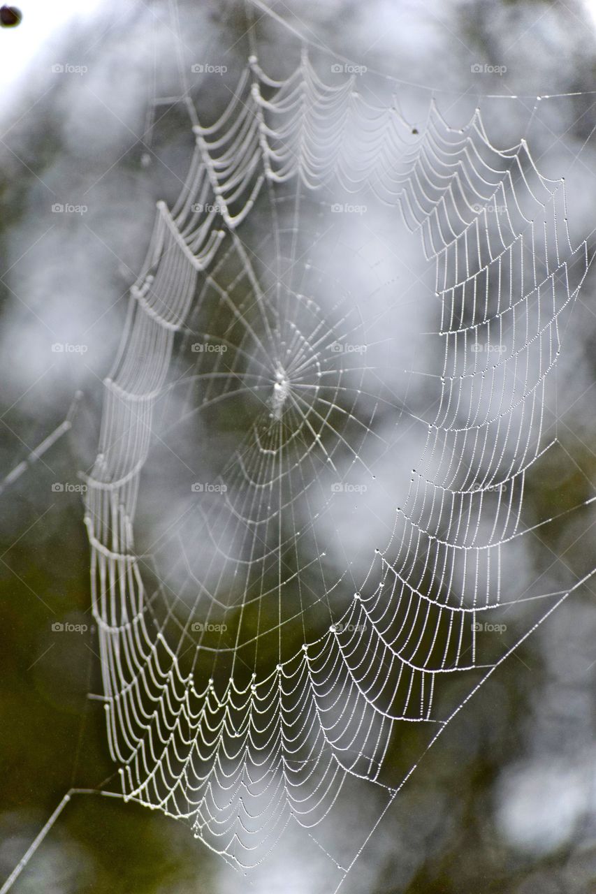 Lovely Morning Web