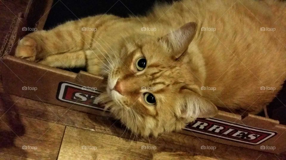 Close-up of a orange long-haired cat in a box looking at the camera