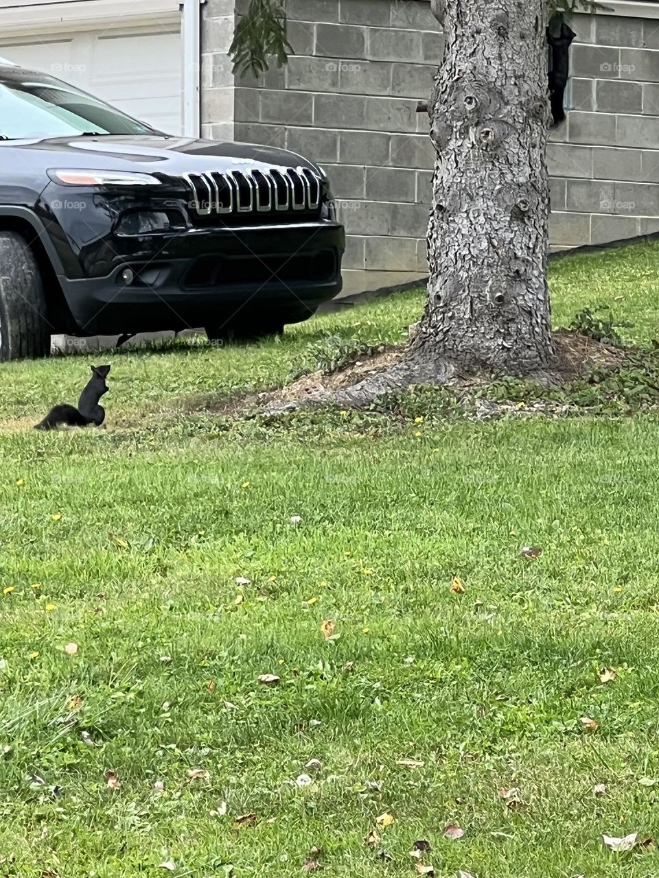 2 Black squirrels